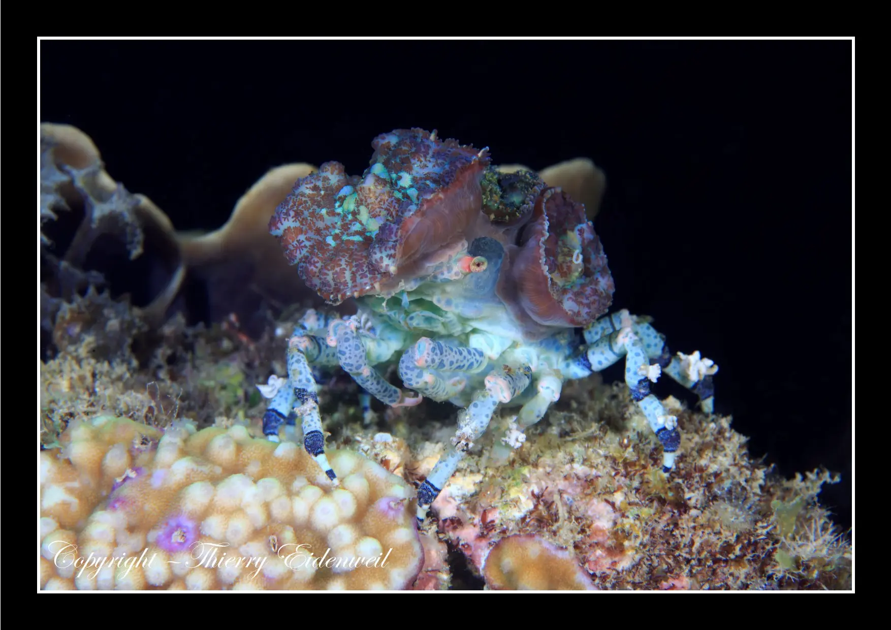 Anilao Macro Dive Media Highlight